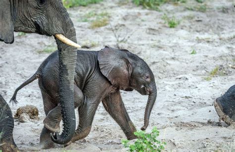 母亲节大象和小象母子素材图片免费下载-千库网