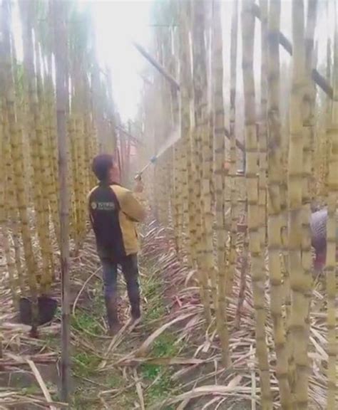 《在人间》第145期：来中国砍甘蔗的越南人_手机凤凰网