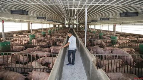 养猪的前景如何？目前生猪养殖行业发展趋势分析-报告智库