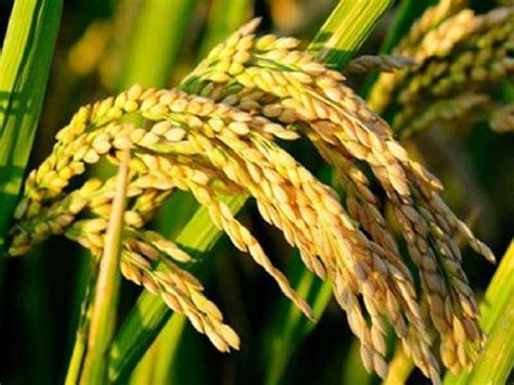 杂交水稻和转基因的区别是什么（什么是杂交水稻？它到底是不是转基因？最完整的答案在这里） | 说明书网