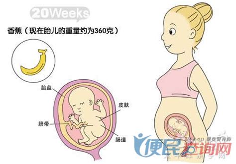 怀孕第20周准妈妈保健需知 - 怀孕第20周天胎儿发育图 - 怀孕第20周要吃什么 - 怀孕第20周注意什么 - 怀孕第20周介绍