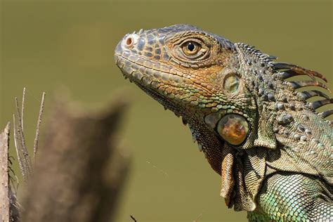 grüner Leguan- Männchen - Foto & Bild | natur, tiere, wildlife Bilder ...