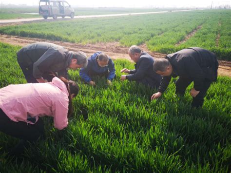 河南叶县：浇好小麦冬灌水 促苗生长保丰收-大河网