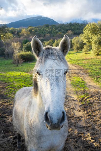 一匹马在农场的近距离肖高清图片下载-正版图片503673636-摄图网