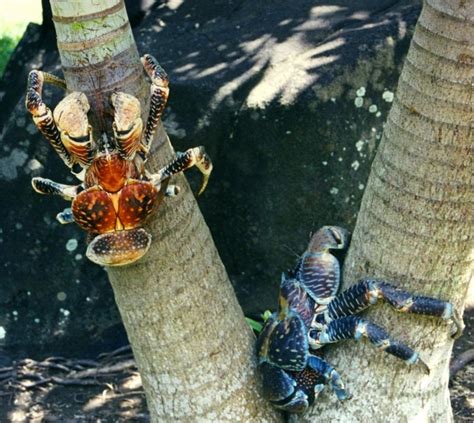 科学网—世界现存最大的节肢动物：椰子蟹 - 徐大彬的博文