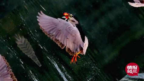 【济南大明湖野鹭的英姿摄影图片】风光摄影_太平洋电脑网摄影部落