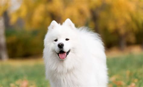 小萨摩耶犬多少钱一只（萨摩耶挑选方法与饲养注意） - 胖萌舍宠物网