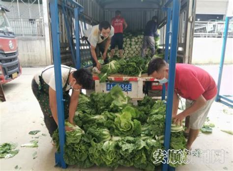 贵阳市高标准蔬菜保供基地春季蔬菜上市_菜篮子_螺丝_开阳县