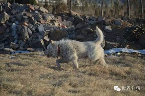 【图】下司犬多少钱一只？ - 装修保障网