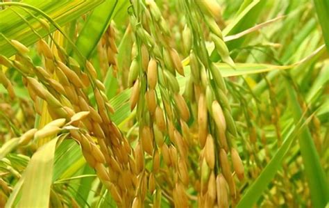 粳稻和籼稻的区别-农百科