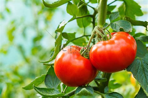 成熟的西红柿大棚群集高清摄影大图-千库网