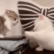 两只猫在玩耍和打架_1920X1080_高清视频素材下载(编号:7378971)_实拍视频_光厂(VJ师网) www.vjshi.com