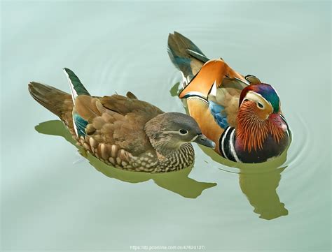鸳鸯戏水图片
