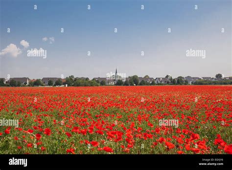 Deutschland, Köln Widdersdorf, Mohnfeld Stockfoto, Bild: 79283546 - Alamy