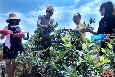 长沙市岳麓区莲花镇的蓝莓熟了 采摘期持续至7月 - 区县动态 - 湖南在线 - 华声在线