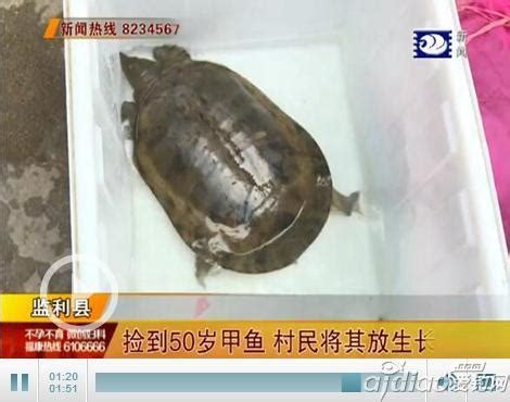 湖北荆州监利县一村民捡到50岁大甲鱼 已送往长江放生 - 爱钓网