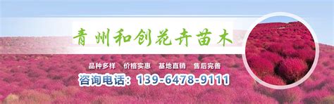 青州和创花卉苗木有限公司_青州和创花卉苗木有限公司