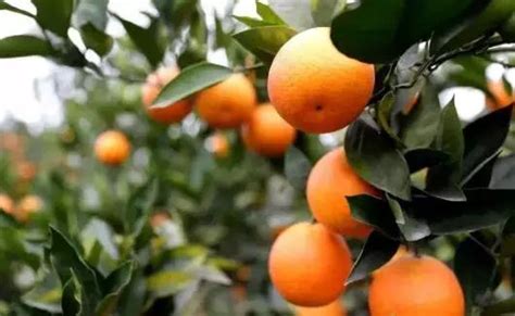 塔罗科血橙拍摄丨橙子中的颜值担当丨飞鸟电商_陈默工作室-站酷ZCOOL