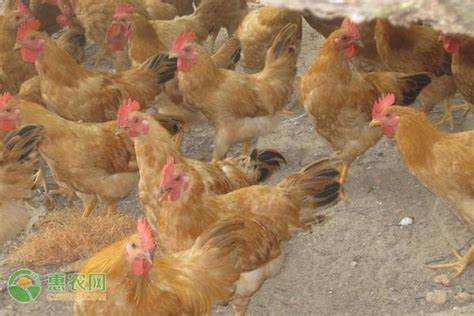 三黄鸡和肉鸡怎么区分 三黄鸡和肉鸡的区分方法_知秀网