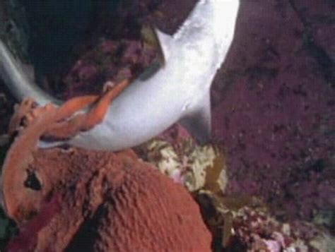 章鱼捕食鲨鱼为生（太平洋巨型章鱼周长9米）-四得网