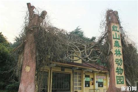 南京红山森林动物园恢复开放 “国宝”大熊猫憨态可掬引客流