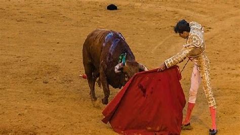 既然牛是色盲，西班牙斗牛为什么还要用红布？_公牛