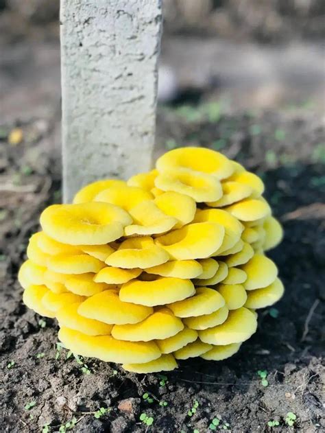 黄金菇图片