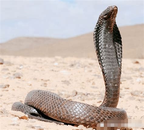 黑蛇高清图片下载-正版图片321906142-摄图网