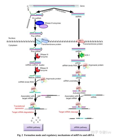 miRNA expression, miRNA target, miRNA array | 易锦生物