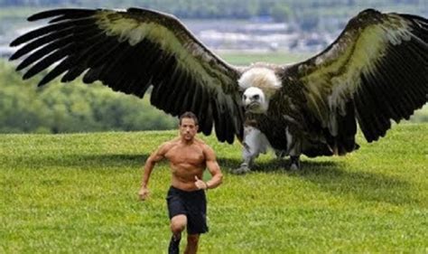 阿根廷巨鹰能叼起多重的猎物飞行？它能叼起人类吗？|巨鹰|阿根廷|金雕_新浪新闻