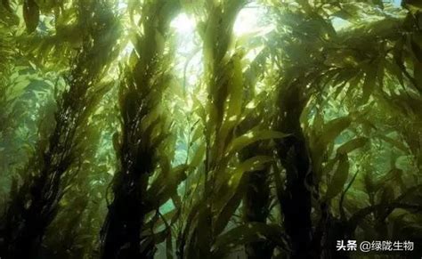 海藻球是什么？MARIMO幸福海藻球怎么养-百度经验