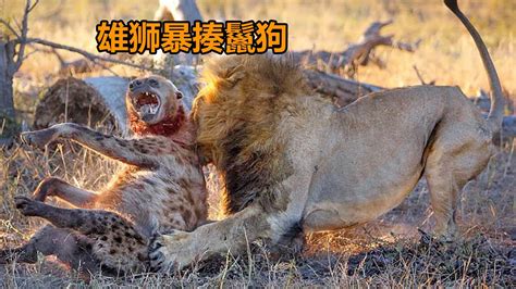 南非两头雌狮大战雄狮解救幼狮 - 神秘的地球 科学|自然|地理|探索