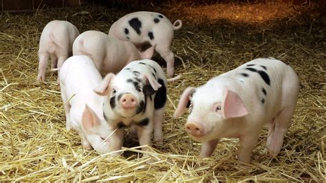 10月21日：养猪利润可观，仔猪价格涨不动，养殖户要补栏吗？ - 知乎