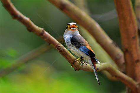 树枝上的彩色鸟银胸阔嘴鹬Serilophuslunatus高清图片下载-正版图片307299274-摄图网