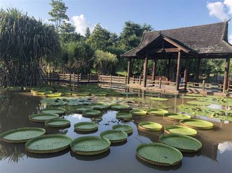 西双版纳勐仑植物园一日游价格238元_云南旅游摄影团