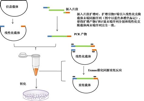 一步法(快速/无缝)克隆试剂盒(中国/上海)-上海联迈生物工程有限公司