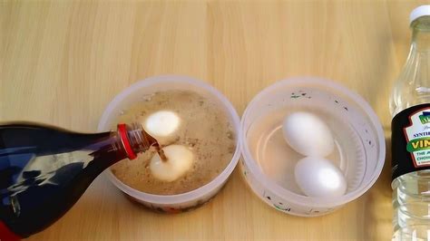 实验：把鸡蛋分别浸泡在醋和可乐里，结果那种会更好？