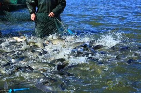 惠州海燕水产：高品质海水鱼养殖走向内陆