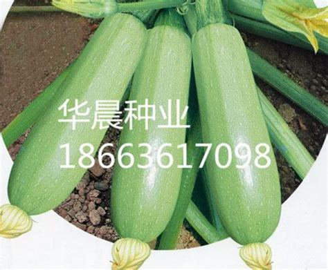 其他种子,昌邑市华晨种业有限公司