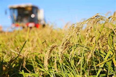 农民伯伯秋收抱着水稻打电话高清图片下载-正版图片506949920-摄图网