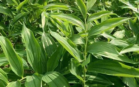 玉竹的繁殖方式 - 花百科