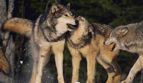 科学网—[转载]美女野生动物管理员与野狼亲密“接吻” - 陈子才的博文