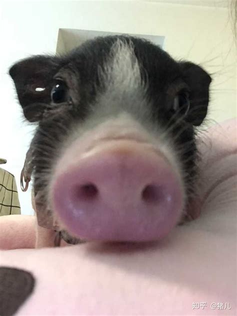 你见过这么多可爱的猪猪宝贝吗？_凤凰网视频_凤凰网