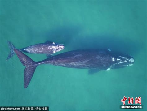 海洋也有噪音，它对海洋动物的影响比对人类更为严重_鲸鱼