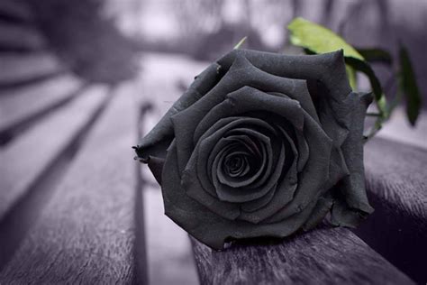 夜里在野花草地上生长的深暗花朵黑活力和相悖的玫瑰花黑暗夜间瓣高清图片下载-正版图片307604030-摄图网