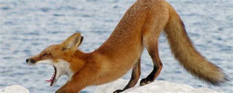 狐狸寓意什么 狐狸代表什么含义_知秀网