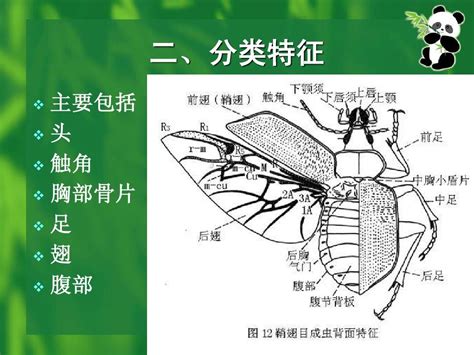 昆虫研究技术图册_360百科
