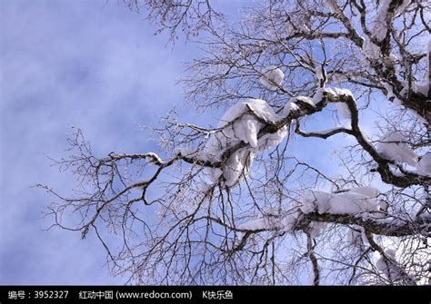 雪压竹头低图片,雪压枝头低的图片,雪压枝头图片_大山谷图库
