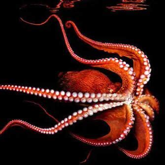 太平洋巨型章鱼 - 搜狗百科