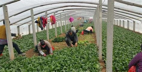 2018越冬菠菜开始种植，专家预计后期价格可能会偏低！_蔬菜_371种养致富网